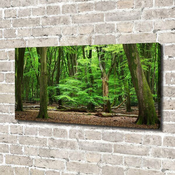 Foto quadro su tela Foresta olandese
