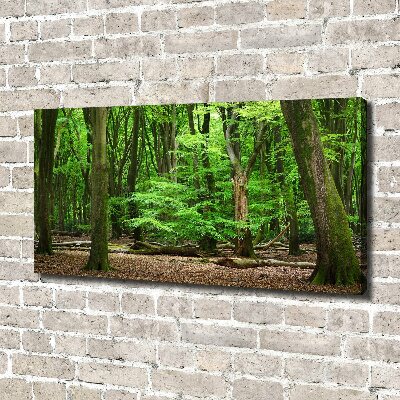 Foto quadro su tela Foresta olandese