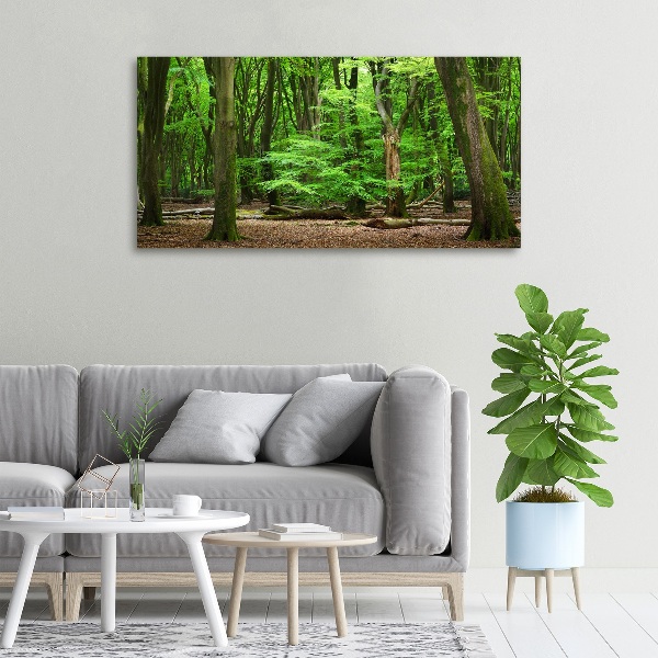 Foto quadro su tela Foresta olandese