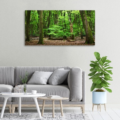 Foto quadro su tela Foresta olandese