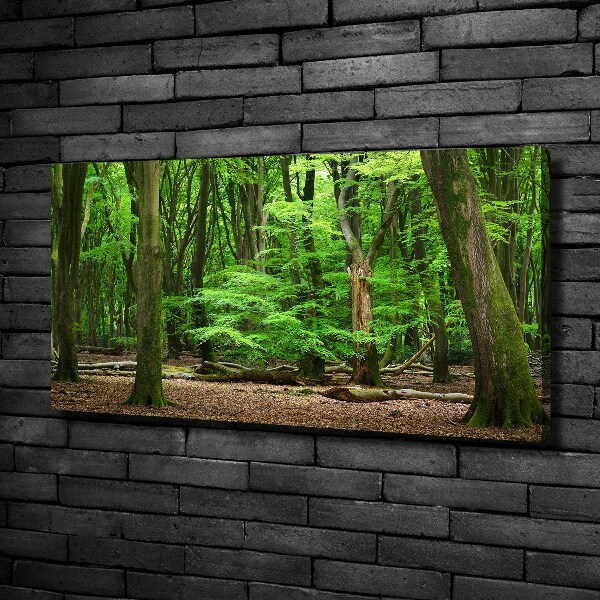 Foto quadro su tela Foresta olandese