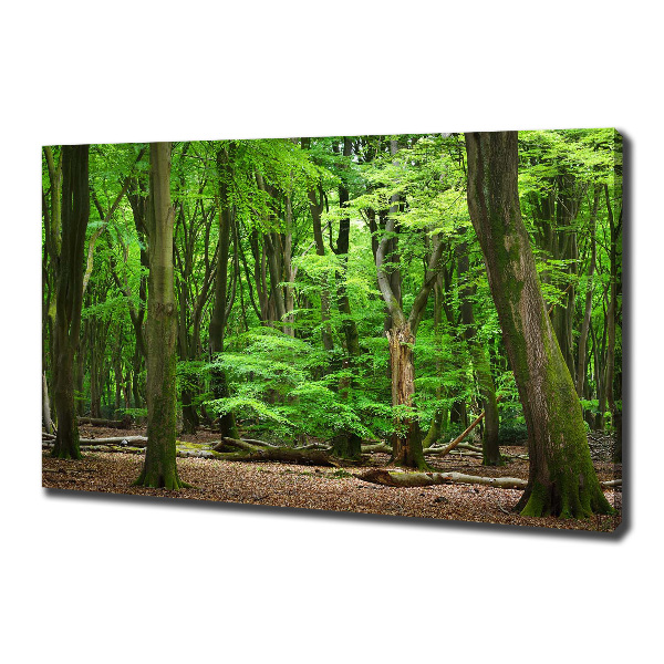 Foto quadro su tela Foresta olandese