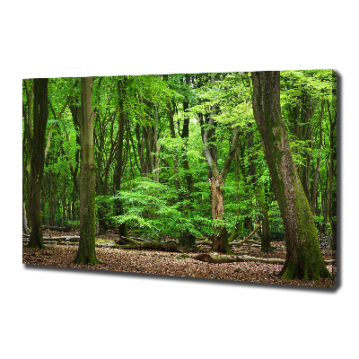 Foto quadro su tela Foresta olandese