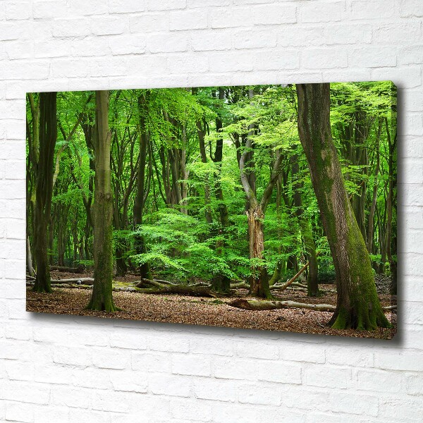 Foto quadro su tela Foresta olandese