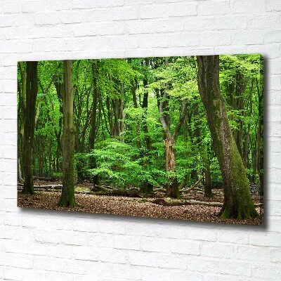 Foto quadro su tela Foresta olandese