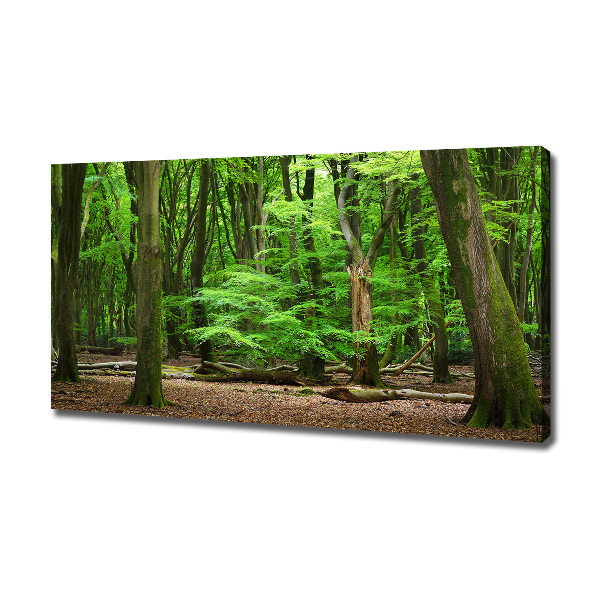 Foto quadro su tela Foresta olandese