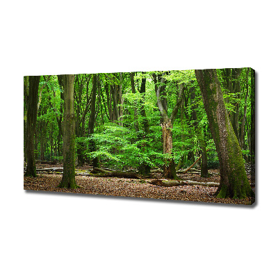 Foto quadro su tela Foresta olandese