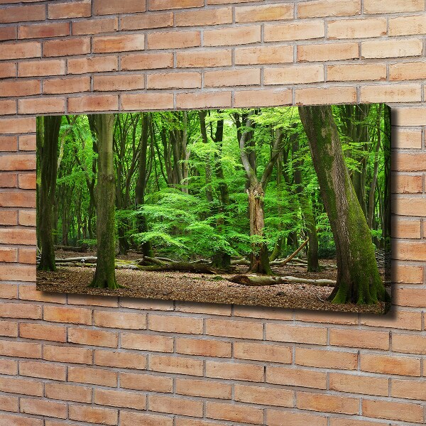 Foto quadro su tela Foresta olandese