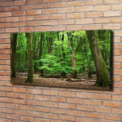 Foto quadro su tela Foresta olandese