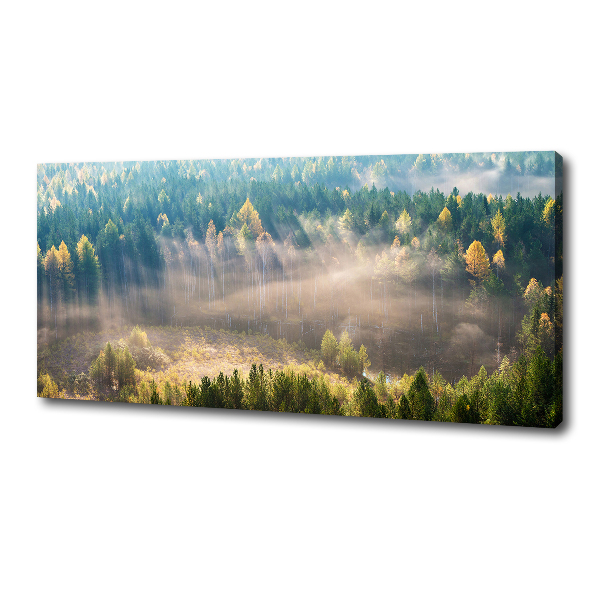 Quadro su tela Nebbia nella foresta