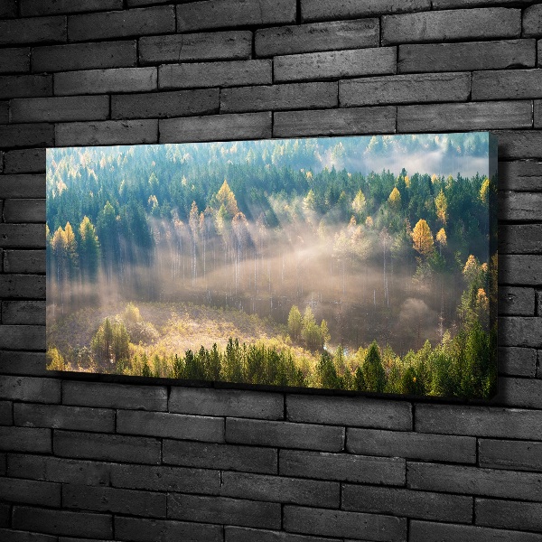 Quadro su tela Nebbia nella foresta