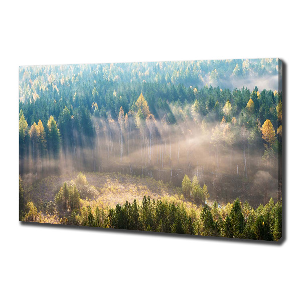 Quadro su tela Nebbia nella foresta