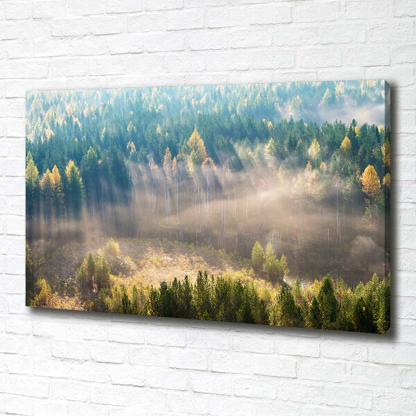 Quadro su tela Nebbia nella foresta