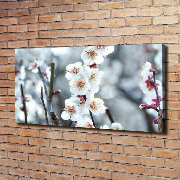 Quadro stampa su tela Fiori di ciliegio