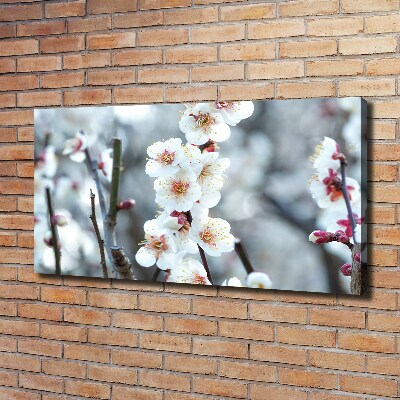 Quadro stampa su tela Fiori di ciliegio