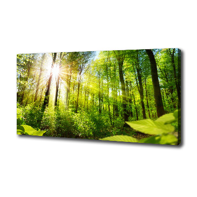 Foto quadro su tela Foresta al sole