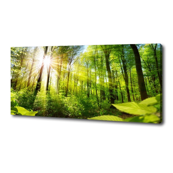 Foto quadro su tela Foresta al sole