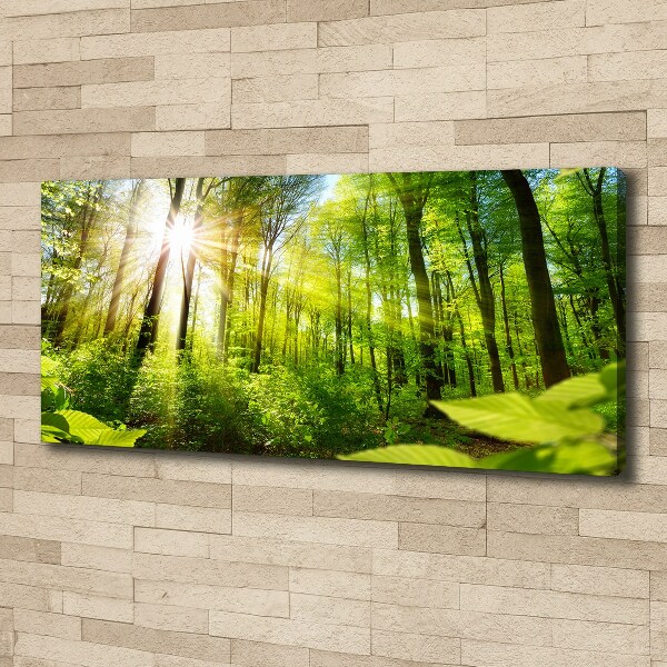 Foto quadro su tela Foresta al sole