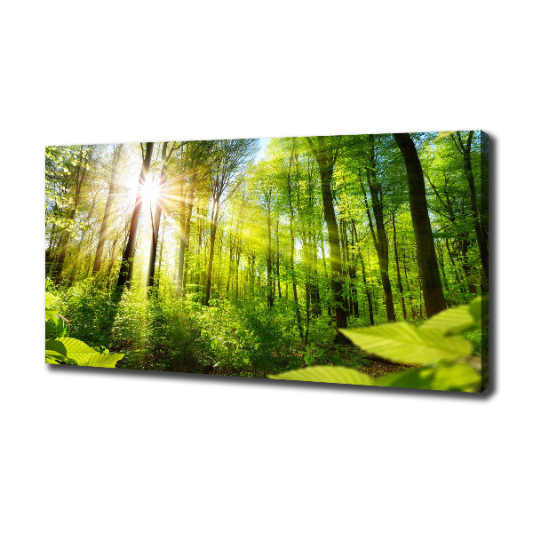 Foto quadro su tela Foresta al sole