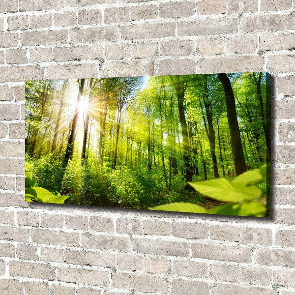 Foto quadro su tela Foresta al sole