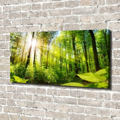 Foto quadro su tela Foresta al sole