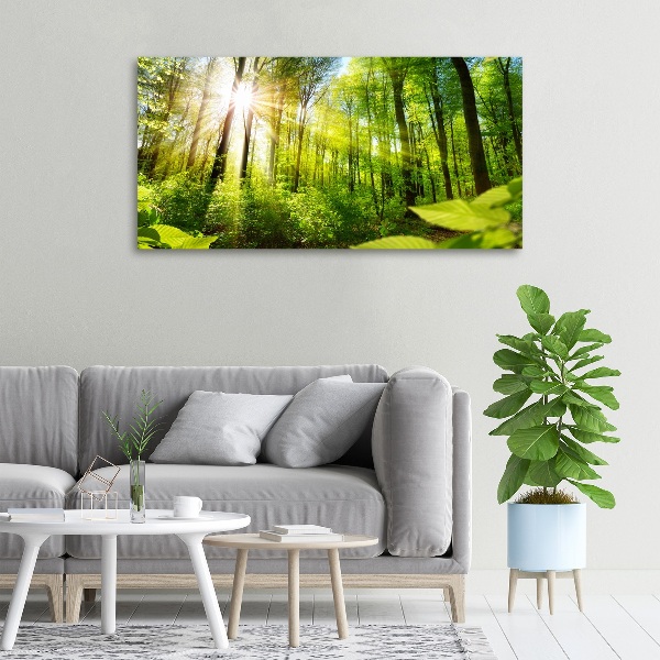 Foto quadro su tela Foresta al sole