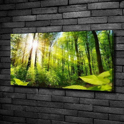 Foto quadro su tela Foresta al sole