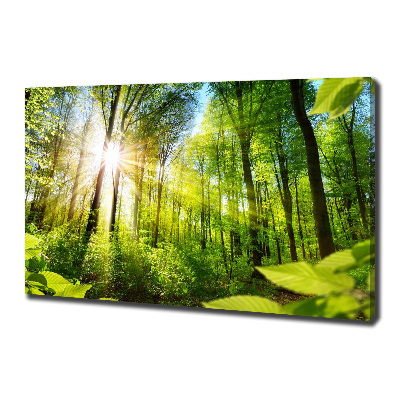 Foto quadro su tela Foresta al sole