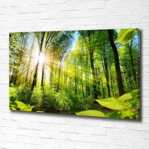 Foto quadro su tela Foresta al sole