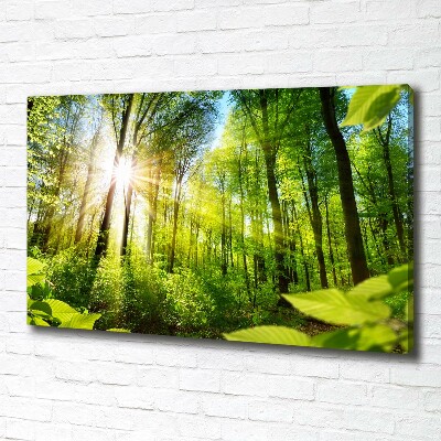 Foto quadro su tela Foresta al sole
