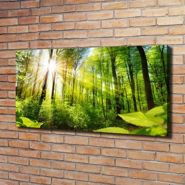 Foto quadro su tela Foresta al sole