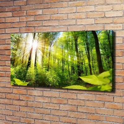 Foto quadro su tela Foresta al sole