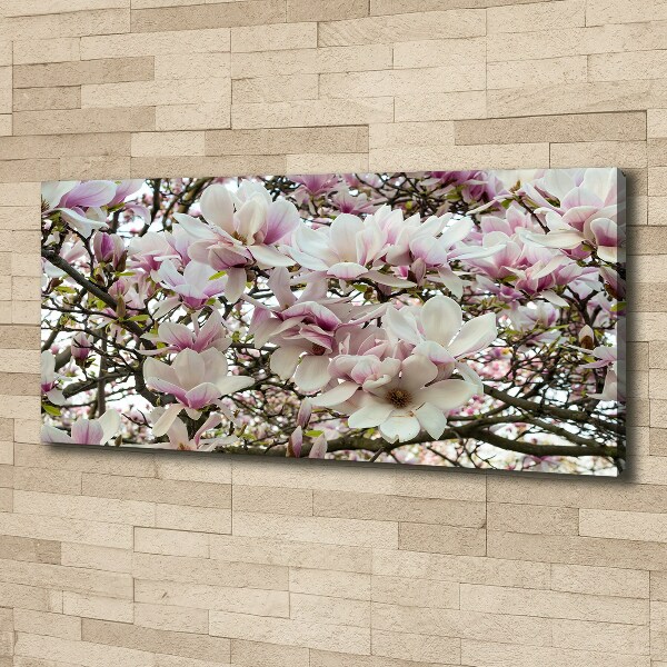Foto quadro su tela Fiori di magnolia