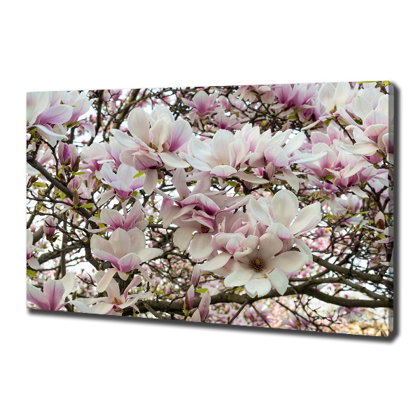 Foto quadro su tela Fiori di magnolia