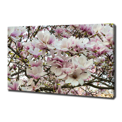Foto quadro su tela Fiori di magnolia