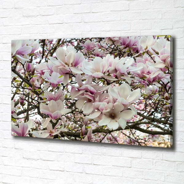 Foto quadro su tela Fiori di magnolia