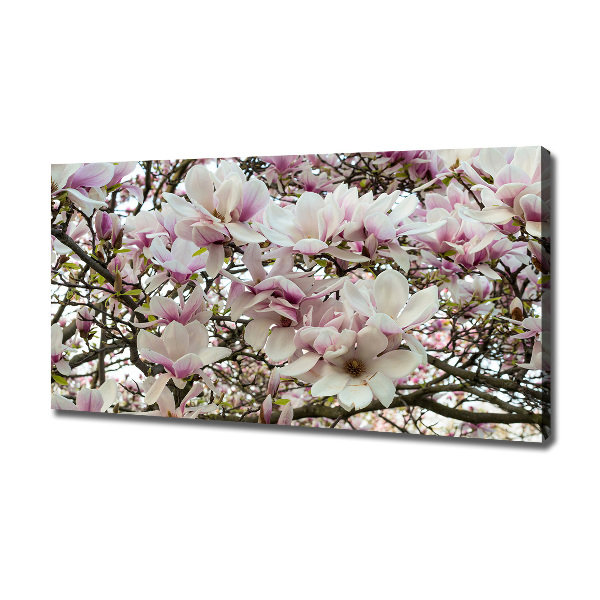 Foto quadro su tela Fiori di magnolia