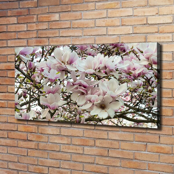Foto quadro su tela Fiori di magnolia