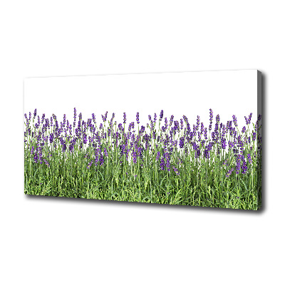 Quadro stampa su tela Fiori di lavanda