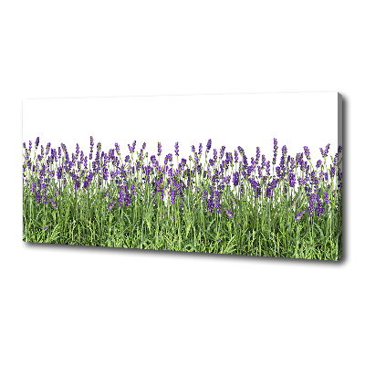 Quadro stampa su tela Fiori di lavanda