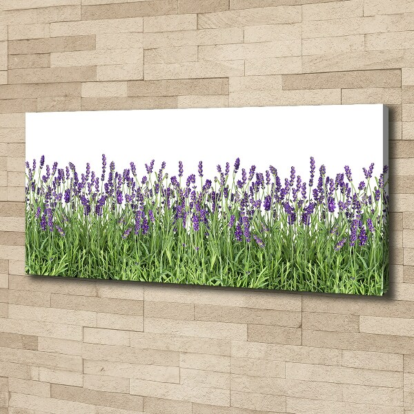 Quadro stampa su tela Fiori di lavanda