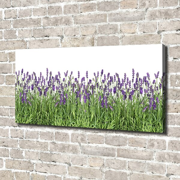 Quadro stampa su tela Fiori di lavanda