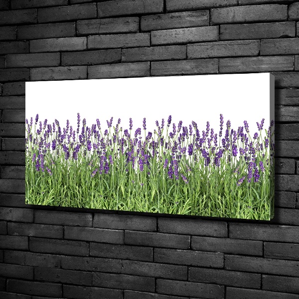 Quadro stampa su tela Fiori di lavanda