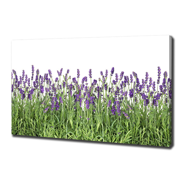 Quadro stampa su tela Fiori di lavanda