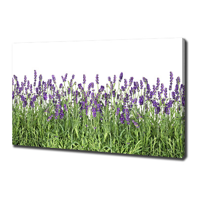 Quadro stampa su tela Fiori di lavanda