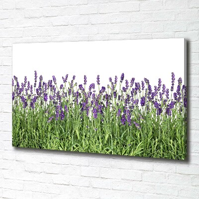 Quadro stampa su tela Fiori di lavanda