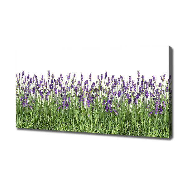Quadro stampa su tela Fiori di lavanda