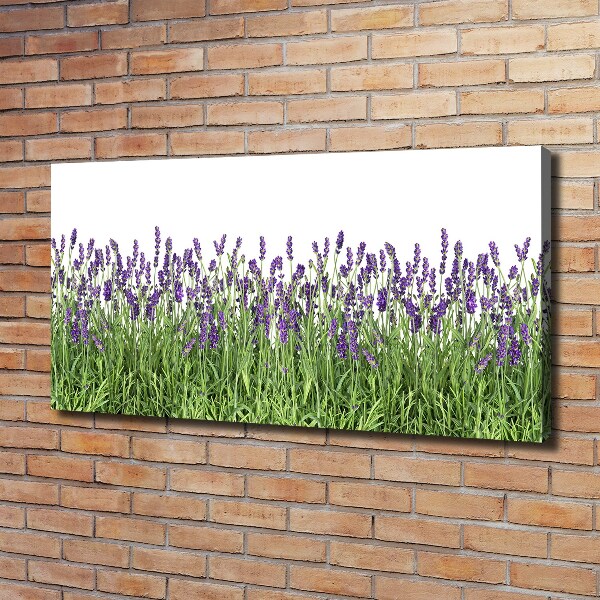 Quadro stampa su tela Fiori di lavanda