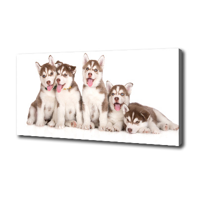 Quadro su tela Cuccioli di husky
