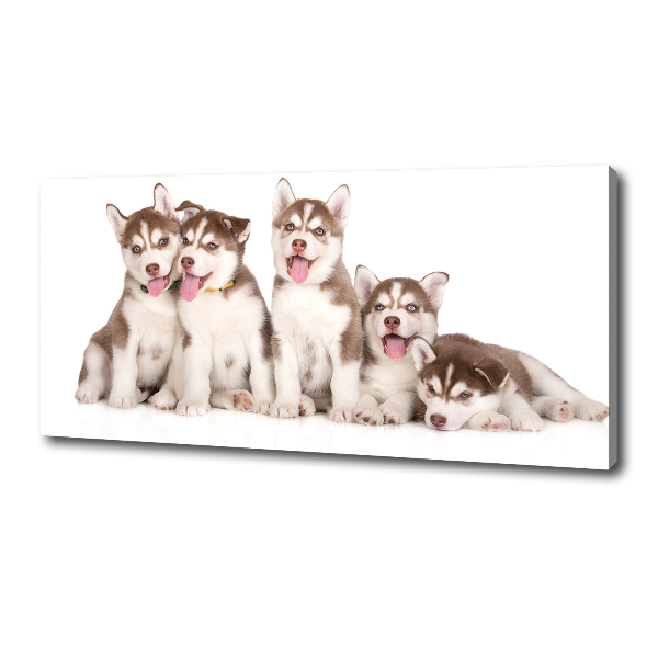 Quadro su tela Cuccioli di husky